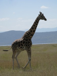 Giraffes in safari Kenya - photography by Jenny SW Lee