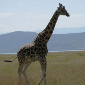 Giraffes in safari Kenya - photography by Jenny SW Lee