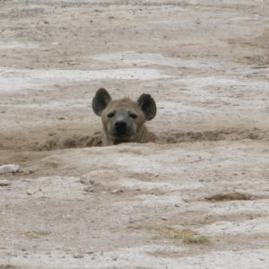 Hyena Safari Kenya - photography by Jenny SW Lee