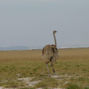Female ostrich Safari Kenya - photography by Jenny SW Lee