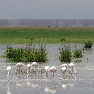 Pink Flamingo Narok Kenya - photography by Jenny SW Lee