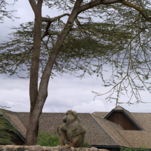 Monkeys in Kenya - photography by Jenny SW Lee