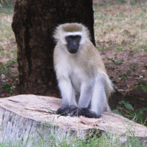 Monkeys in Kenya - photography by Jenny SW Lee