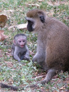 Monkeys in Kenya - photography by Jenny SW Lee