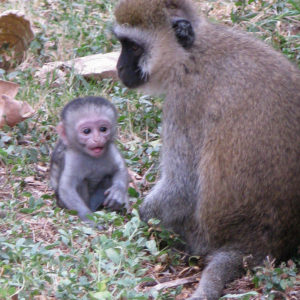 Monkeys in Kenya - photography by Jenny SW Lee