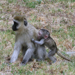 Monkeys in Kenya - photography by Jenny SW Lee