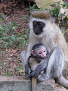 Monkeys in Kenya - photography by Jenny SW Lee