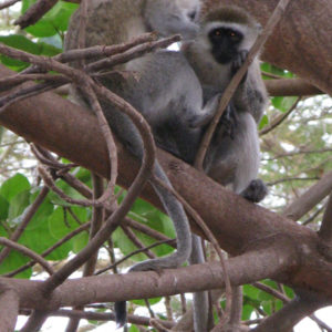 Monkeys in Kenya - photography by Jenny SW Lee