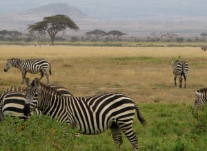 Zebras in safari Kenya - photography by Jenny SW Lee