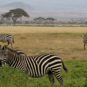 Zebras in safari Kenya - photography by Jenny SW Lee