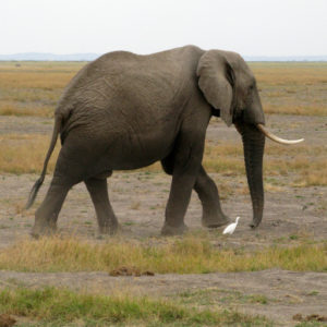 Elephants in the Safari - photography by Jenny SW Lee