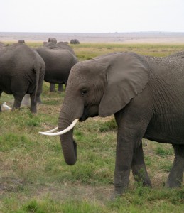 Elephants in the Safari - photography by Jenny SW Lee