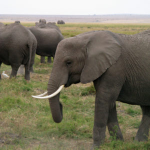 Elephants in the Safari - photography by Jenny SW Lee