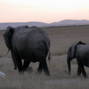 Elephants in the Safari - photography by Jenny SW Lee