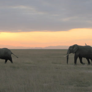 Elephants in the Safari - photography by Jenny SW Lee