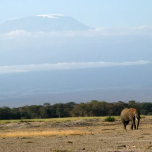 Elephants in the Safari - photography by Jenny SW Lee