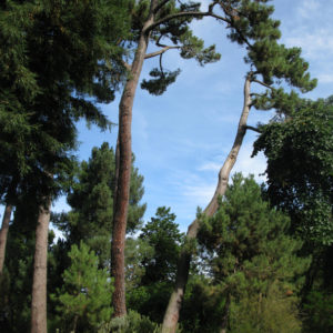 Elegant trees of Christchurch Botanic Gardens