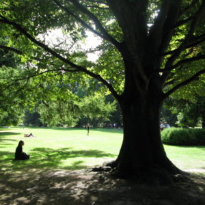 Meditation under a tree.