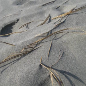 Willowbank beach - photography by Jenny SW Lee