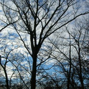 Middlesex Fells Reservation, MA | Photography by Jenny S.W. Lee