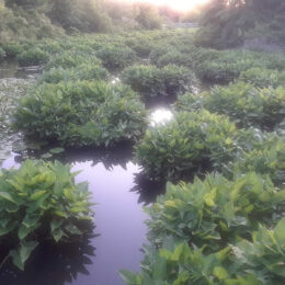 Alewife Brook Reservation, Cambridge, MA | Photography by Jenny S.W. Lee