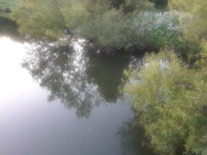 Alewife Brook Reservation, Cambridge, MA | Photography by Jenny S.W. Lee