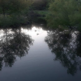 Alewife Brook Reservation, Cambridge, MA | Photography by Jenny S.W. Lee