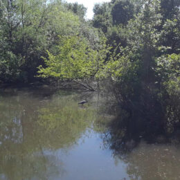 Alewife Brook Reservation, Cambridge, MA | Photography by Jenny S.W. Lee
