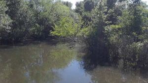 Alewife Brook Reservation, Cambridge, MA | Photography by Jenny S.W. Lee