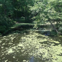 Scarboro Pond, Franklin Park, MA