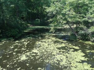 Scarboro Pond, Franklin Park, MA | Photography by Jenny S.W. Lee