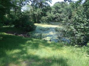 Scarboro Pond, Franklin Park, MA | Photography by Jenny S.W. Lee