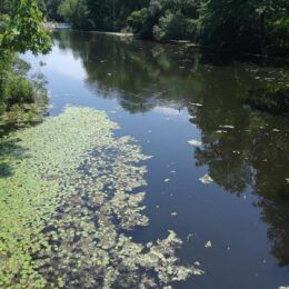 Scarboro Pond, Franklin Park, MA