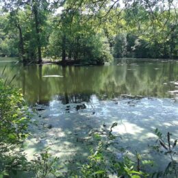 Scarboro Pond, Franklin Park, MA