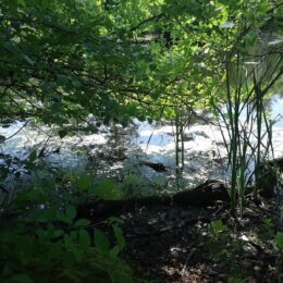 Scarboro Pond, Franklin Park, MA