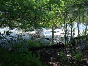 Scarboro Pond, Franklin Park, MA | Photography by Jenny S.W. Lee