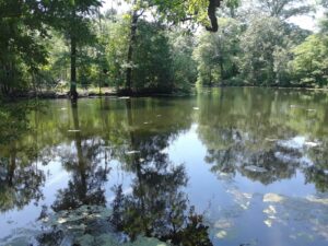 Scarboro Pond, Franklin Park, MA | Photography by Jenny S.W. Lee