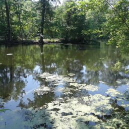 Scarboro Pond, Franklin Park, MA