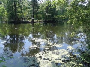 Scarboro Pond, Franklin Park, MA | Photography by Jenny S.W. Lee