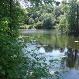 Scarboro Pond, Franklin Park, MA