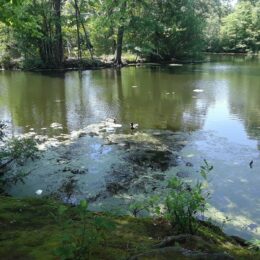 Scarboro Pond, Franklin Park, MA