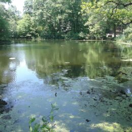 Franklin Park, MA | Photography by Jenny S.W. Lee