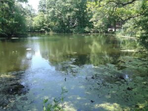 Franklin Park, MA | Photography by Jenny S.W. Lee