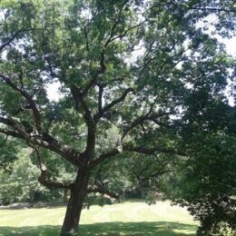 Franklin Park, MA | Photography by Jenny S.W. Lee