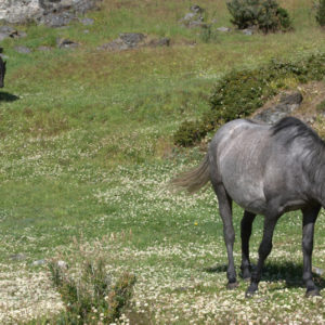 Tierra del Fuego National Park - photography by Jenny SW Lee