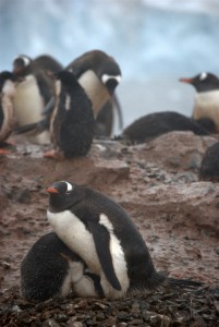 Cuverville Antarctica - photography by Jenny SW Lee