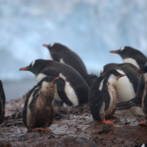 Cuverville Antarctica - photography by Jenny SW Lee