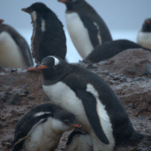 Cuverville Antarctica - photography by Jenny SW Lee