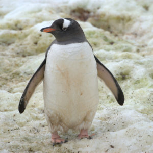 Neko Harbor Antarctica - photography by Jenny SW Lee