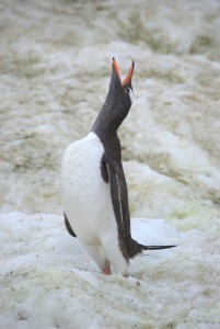 Neko Harbor Antarctica - photography by Jenny SW Lee